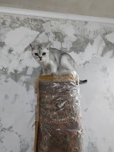 скоттиш страйт серый: Скотиш Страйт (Шотландская прямоухая), 10 месяцев, Девочка, Серебристая шиншилла — 2