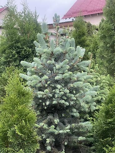 ёлки зелёные: Все виды хвойных растений🌲 •Голубые, зелёные, тянь-шаньские ели •Туи — 1