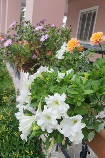 Bağ evlərinin satışı: Bakı, Nardaran qəs., 82 kv. m, 3 otaqlı, İnternet — 14