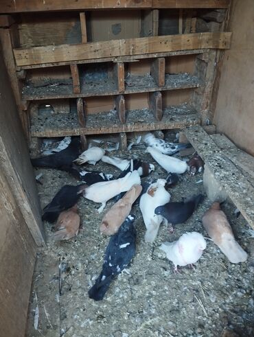 Göyərçinlər: 3 sarı bir kekilli boynu güllü Erkey hamsi cutdu