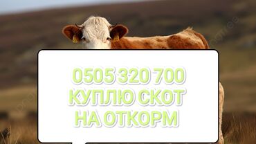 дончак лошадь: Куплю | Коровы, быки, Лошади, кони | На откорм, Откормленные