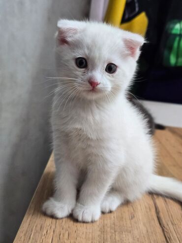Продажа кошек: Продаются котята шотланской породы at lalafo.kg — 7 Продажа кошек: Продаются котята шотланской породы — 7