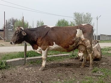 коровы животные: Продаю | Корова (самка) | Для молока