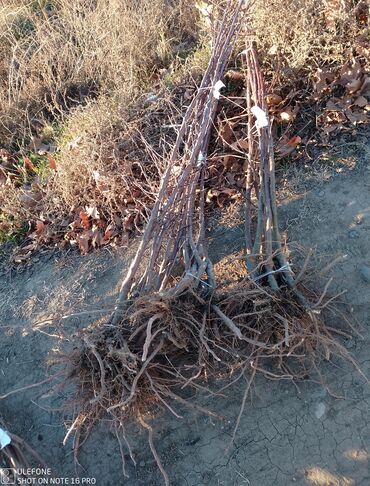 Şitillər: Sağlam meyvə tinglərin satişi çatdırılma pulsuz — 10