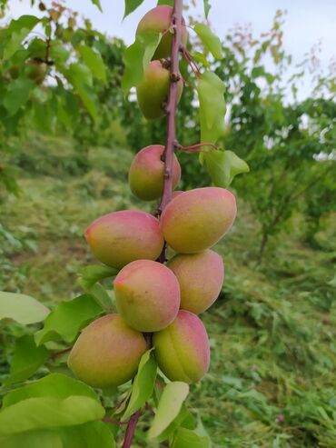 Tinglər: Hər növ meyvə aqcların satşı hər bir sort var çadrlma pulsuzdur meyvə — 21