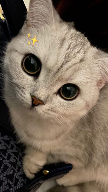 где можно купить котенка: Серебристая Шанишлла Зовут МИЯ, имеется паспорт, приучена к лотку, 17