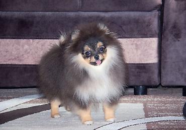 Продажа собак: Шпиц, 5 месяцев, Самец, С прививкой at lalafo.kg — 1 Продажа собак: Шпиц, 5 месяцев, Самец, С прививкой — 1