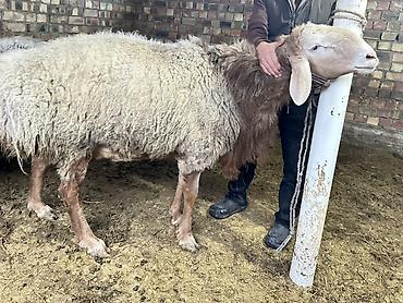 Баран, овца: Продаю | Овца (самка) | Для разведения | Племенные — 12