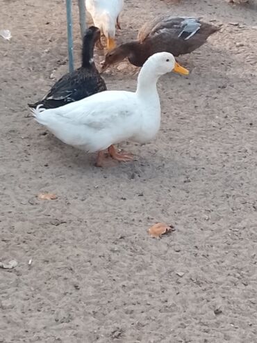 Ördəklər: Satılır: ördək sürüsü - Növlər və rənglər: ağ, qara, boz, qəhvəyi və — 14