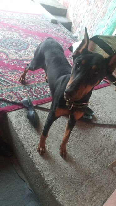 doberman satışı: Doberman, 7 ay, Dişi, Peyvəndli, Ünvandan götürmə