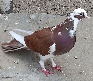 göyərçin növü: 18 tük ağbaş ağ qanad maya satılır. 2 gündü tutulub. Sağlam heyvandı — 3