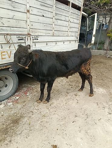 Inəklər, öküzlər: Inəklər, öküzlər — 2