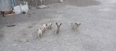 İtlər: 1 ay, Dişi