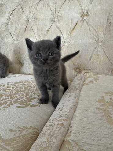 british cat: British short hair
Persian
 
1 ayliq balalar satilir