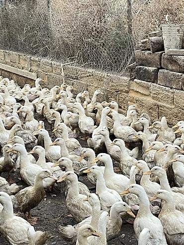 baliq toru: Məhsul: Ördəklər (sürülü satış) Təsvir: - Ağ və açıq-krem rəng — 3