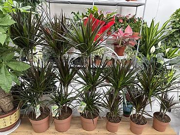 куплю цветы домашние: Комнатные растения в горшках - Бальзамины (Impatiens) — компактные — 7