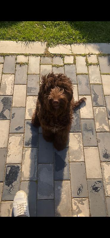 labrador itleri: Pudel, 6 ay, Erkək, Ünvandan götürmə — 1