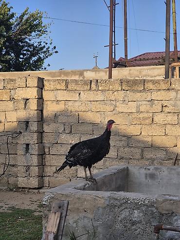 karella quslari: Salamaleykum Amerkanbronz — 5