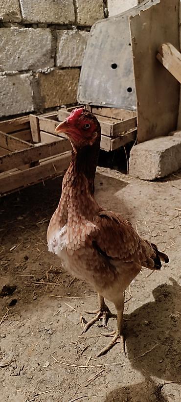 Xoruzlar: Xoruz, Heyratı, il: 1 — 4