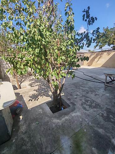 Həyət evləri və villaların satışı: 6 otaqlı, 21 kv. m, Yeni təmirli — 5