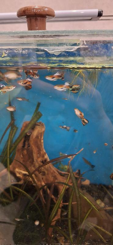 akvarium balıqları: Quppi, Sülhsevər, Ünvandan götürmə — 7