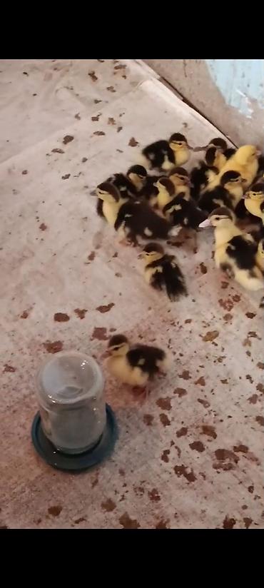 Kənd təsərrüfatı quşları: Muscovy ördək balaları (indoutka) – qarışıq ağ-qara ləkəli rənglər — 2