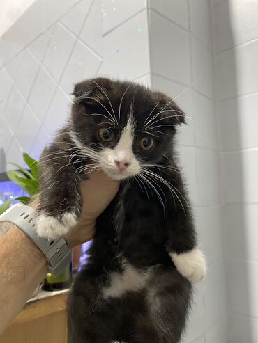 купить кошку вислоухий: Шотландский вислоухий котёнок Чистая квартирная От паразитов