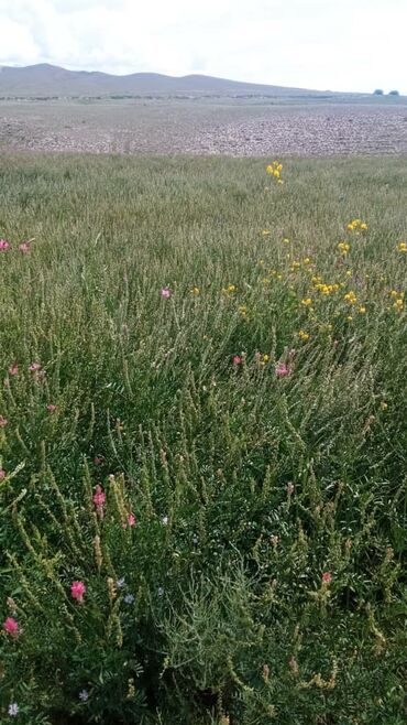 Корма для с/х животных: Эспарцет урук сатылат — 3