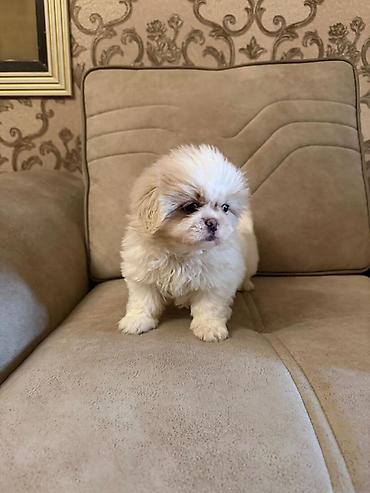 İtlər: Pekines, 2 ay, Peyvəndli, Ünvandan götürmə, Pulsuz çatdırılma, Ödənişli çatdırılma — 5