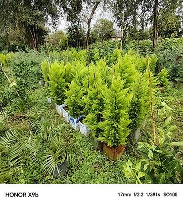 xolikan bitkisi: Thuja (Qızıl şam, leylandi tipli dekorativ iynəyarpaq) fidanları - — 4