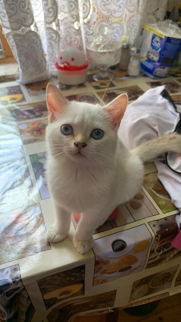 Pişiklər: Şotland yastı qulaq, Erkək, Dişi, Yaxşı əllərə, Ünvandan götürmə, Pulsuz çatdırılma, Ödənişli çatdırılma — 26