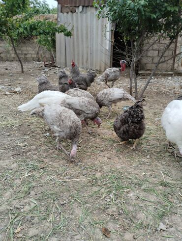 kullu xoruz: Dişi, Damazlıq, Ünvandan götürmə, Ödənişli çatdırılma, Rayonlara çatdırılma