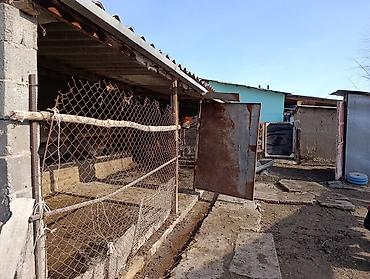 Продажа коттеджей и домов: Продаётся дом село Васильевка улица Комсомольская 221 на участке 18 — 4