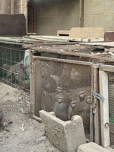 брама петухи: Порода: каменная куропатка (chukar). Предлагаются взрослые птицы из — 4