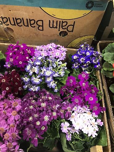 Букеты из живых цветов: Гортензии в декоративных пакетах-кофрах - Композиции из цветущих — 11