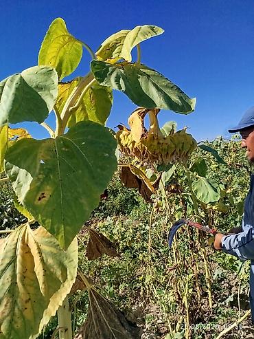 Помидоры: Помидоры Сливки — 24