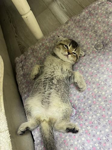 шотландский вислоухий котенок: Шотландские вислоухие котята (Scottish Fold) Два мальчика и две — 10
