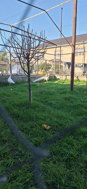 pekines ağ: Ağ tovuz quşları – dekorativ quşlar - Növ: Pavo cristatus (ağ rəng — 1