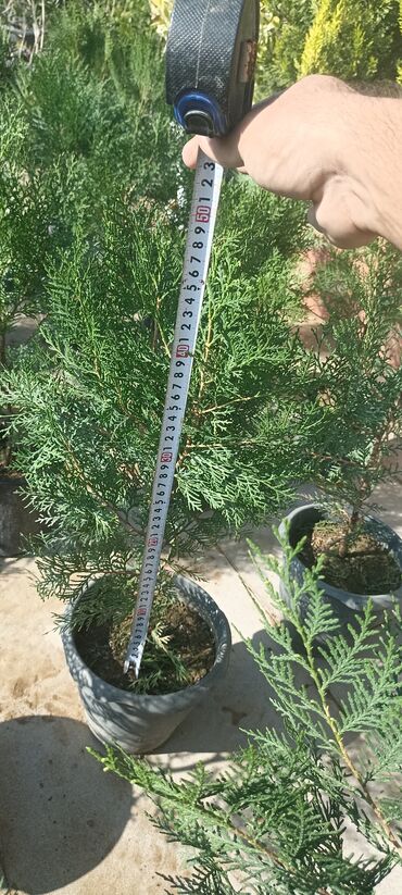 Ağaclar: Dekorativ çöl bitkilərinin satışı və Sifarişlə yetişdirilməsi.Satış -da lalafo.az — 6 Ağaclar: Dekorativ çöl bitkilərinin satışı və Sifarişlə yetişdirilməsi.Satış — 6