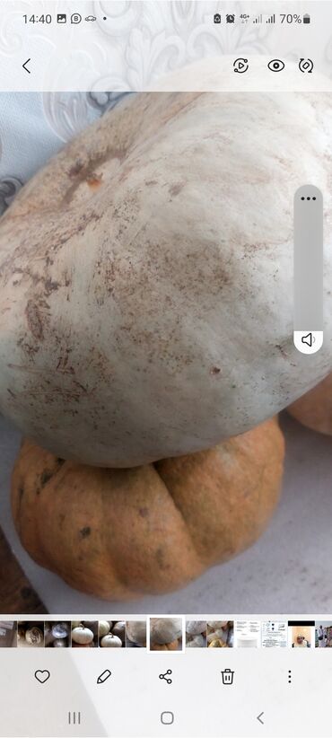 семечки тыквы: Тыква сладкий сорт оптом и в розницу