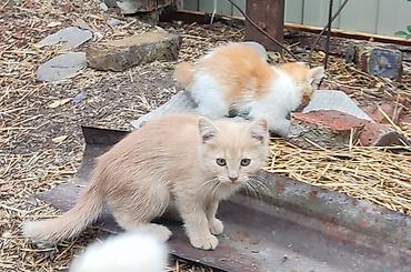 Продажа кошек: Котята от трёхцветной кошки - Окрас помёта: серо-белый с маской — 5