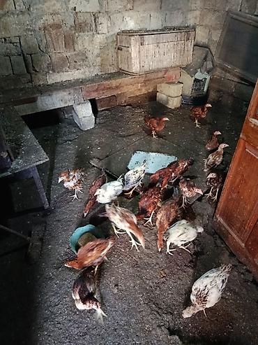 Toyuqlar: Toyuq, Yumurtalıq -da lalafo.az — 4 Toyuqlar: Toyuq, Yumurtalıq — 4