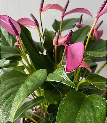 Аглаонемы: Комнатные растения в декоративных кашпо - Ажурные азалии с обильным — 9