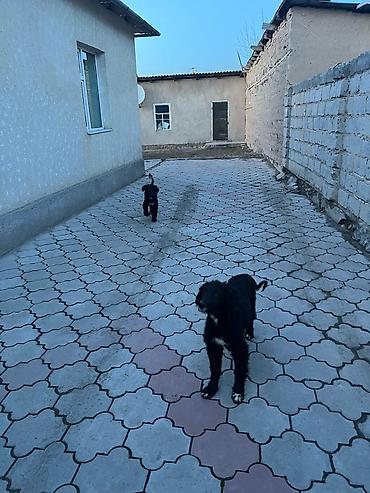 Продажа собак: Тайган, 4 месяца, Самка, С прививкой — 1