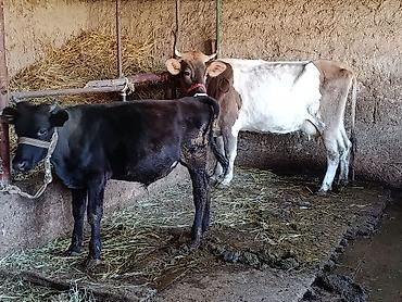 бельгийская корова: Продаю | Корова (самка) | Для молока | Осеменитель — 1