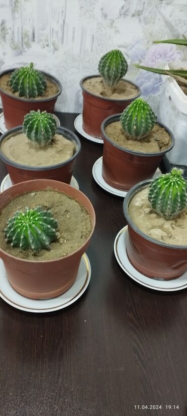 kaktuslar: Kaktus bir ədədi 5 manat