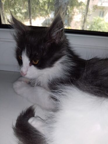 коты сфинкс: Котёнок мальчик,2.5 месяца. ходит в лоток с бентонитывым