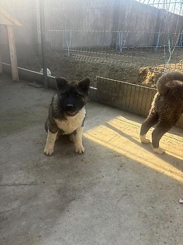it satisi 2020: Akita-inu, 6 ay, Erkək — 5