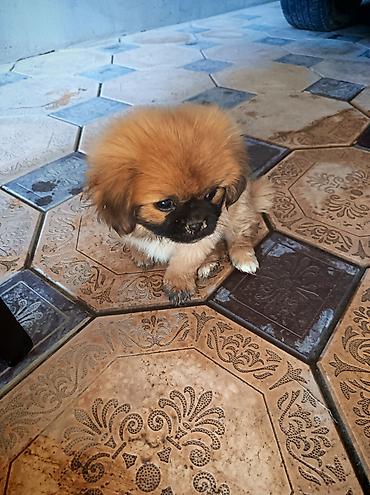 pitbul itləri: Pekines, 2 ay, Erkək, Peyvəndli, Ünvandan götürmə — 1