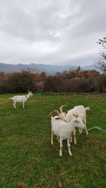 Keçi, çəpiş: Sanen safqan Südlük-törədici keçilər - Cins: ağ rəngli yerli/saanen — 9